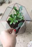 DIY sada pro vytvoření florária "Khaleesi" a bonsaj
