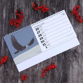 Stolní kalendář Ptáci 2023 | Markét ilustrace